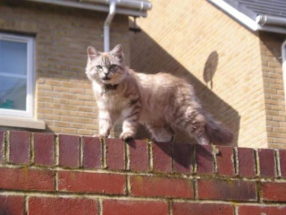 Illustration de l'article : Un chat retrouve sa propriétaire après avoir disparu pendant 10 ans !