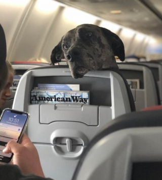 Illustration de l'article : 16 photos d'animaux qui rendent bien plus agréables les trajets dans les transports en commun