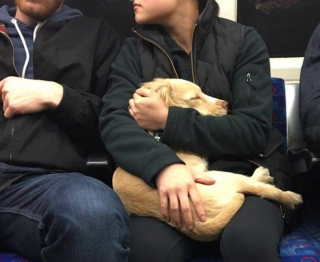 Illustration de l'article : 16 photos d'animaux qui rendent bien plus agréables les trajets dans les transports en commun