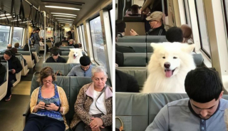 Illustration de l'article : 16 photos d'animaux qui rendent bien plus agréables les trajets dans les transports en commun