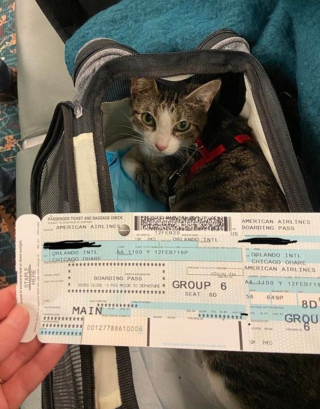 Illustration de l'article : 16 photos d'animaux qui rendent bien plus agréables les trajets dans les transports en commun