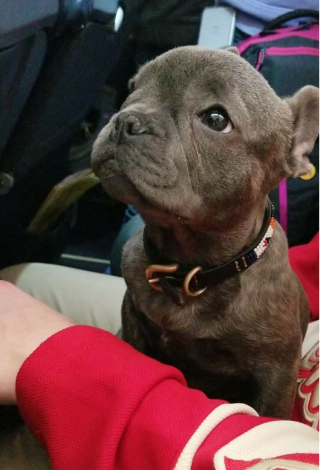 Illustration de l'article : 16 photos d'animaux qui rendent bien plus agréables les trajets dans les transports en commun