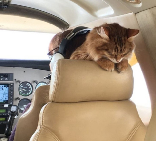 Illustration de l'article : 16 photos d'animaux qui rendent bien plus agréables les trajets dans les transports en commun