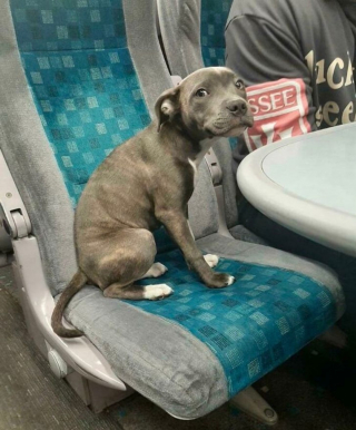 Illustration de l'article : 16 photos d'animaux qui rendent bien plus agréables les trajets dans les transports en commun