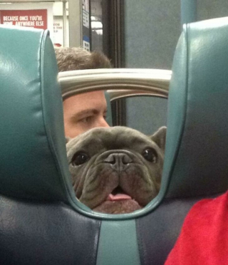 Illustration de l'article : 16 photos d'animaux qui rendent bien plus agréables les trajets dans les transports en commun