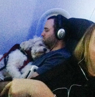 Illustration de l'article : 16 photos d'animaux qui rendent bien plus agréables les trajets dans les transports en commun