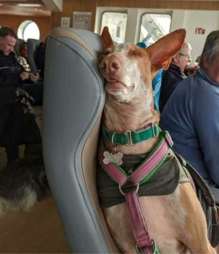 Illustration de l'article : 16 photos d'animaux qui rendent bien plus agréables les trajets dans les transports en commun