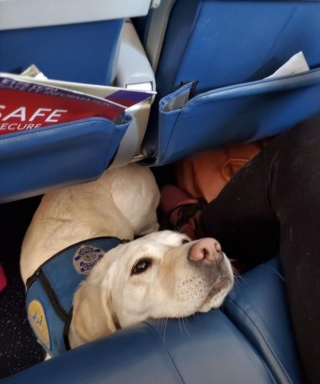 Illustration de l'article : 16 photos d'animaux qui rendent bien plus agréables les trajets dans les transports en commun