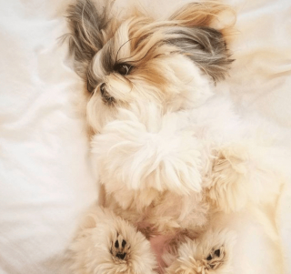 Illustration de l'article : 12 photos de chiens et de chats dont l'invitation à leur frotter le ventre est impossible à décliner