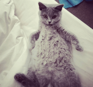 Illustration de l'article : 12 photos de chiens et de chats dont l'invitation à leur frotter le ventre est impossible à décliner