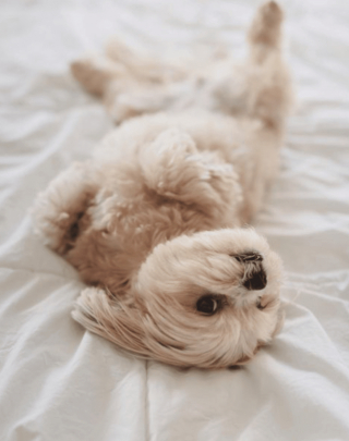 Illustration de l'article : 12 photos de chiens et de chats dont l'invitation à leur frotter le ventre est impossible à décliner