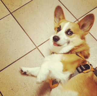 Illustration de l'article : 12 photos de chiens et de chats dont l'invitation à leur frotter le ventre est impossible à décliner