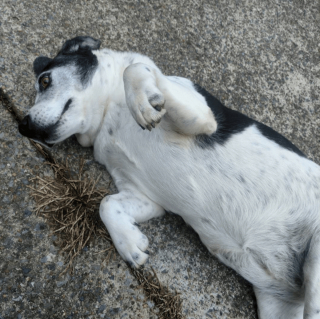 Illustration de l'article : 12 photos de chiens et de chats dont l'invitation à leur frotter le ventre est impossible à décliner