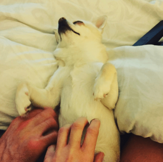 Illustration de l'article : 12 photos de chiens et de chats dont l'invitation à leur frotter le ventre est impossible à décliner