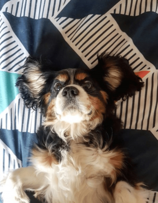 Illustration de l'article : 12 photos de chiens et de chats dont l'invitation à leur frotter le ventre est impossible à décliner