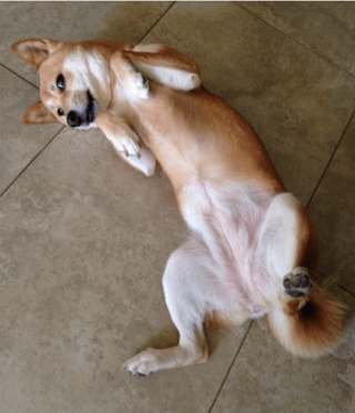 Illustration de l'article : 12 photos de chiens et de chats dont l'invitation à leur frotter le ventre est impossible à décliner