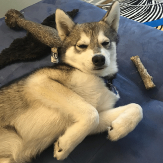 Illustration de l'article : 12 photos de chiens et de chats dont l'invitation à leur frotter le ventre est impossible à décliner