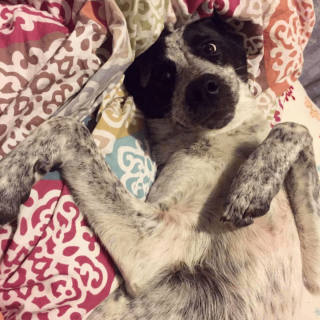 Illustration de l'article : 12 photos de chiens et de chats dont l'invitation à leur frotter le ventre est impossible à décliner