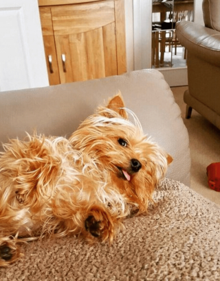 Illustration de l'article : 12 photos de chiens et de chats dont l'invitation à leur frotter le ventre est impossible à décliner