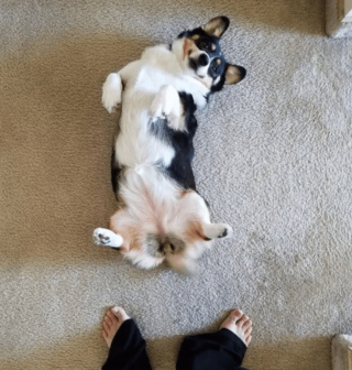 Illustration de l'article : 12 photos de chiens et de chats dont l'invitation à leur frotter le ventre est impossible à décliner