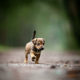 Illustration de l'article : 20 superbes photos de chiens s'élançant vers vous pour recevoir leur câlin