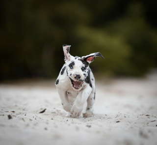 Illustration de l'article : 20 superbes photos de chiens s'élançant vers vous pour recevoir leur câlin