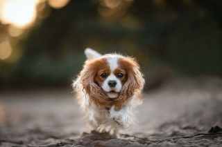 Illustration de l'article : 20 superbes photos de chiens s'élançant vers vous pour recevoir leur câlin