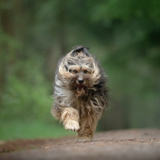 Illustration de l'article : 20 superbes photos de chiens s'élançant vers vous pour recevoir leur câlin