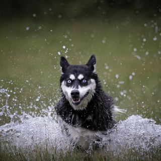Illustration de l'article : 20 superbes photos de chiens s'élançant vers vous pour recevoir leur câlin