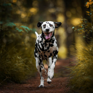 Illustration de l'article : 20 superbes photos de chiens s'élançant vers vous pour recevoir leur câlin