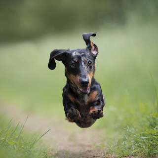 Illustration de l'article : 20 superbes photos de chiens s'élançant vers vous pour recevoir leur câlin