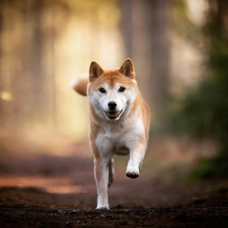 Illustration de l'article : 20 superbes photos de chiens s'élançant vers vous pour recevoir leur câlin