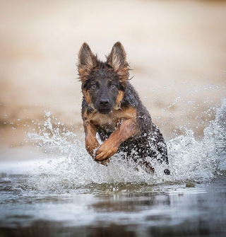 Illustration de l'article : 20 superbes photos de chiens s'élançant vers vous pour recevoir leur câlin