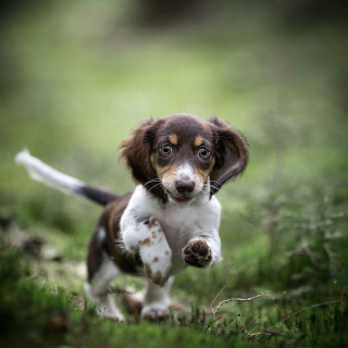 Illustration de l'article : 20 superbes photos de chiens s'élançant vers vous pour recevoir leur câlin