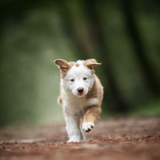Illustration de l'article : 20 superbes photos de chiens s'élançant vers vous pour recevoir leur câlin