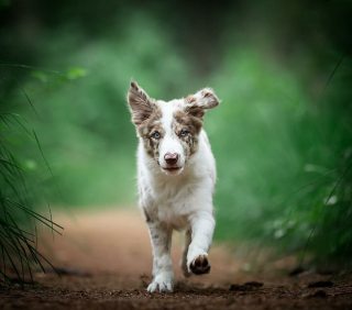 Illustration de l'article : 20 superbes photos de chiens s'élançant vers vous pour recevoir leur câlin