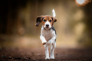 Illustration de l'article : 20 superbes photos de chiens s'élançant vers vous pour recevoir leur câlin