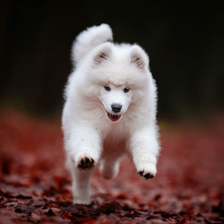 Illustration de l'article : 20 superbes photos de chiens s'élançant vers vous pour recevoir leur câlin