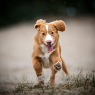 Illustration de l'article : 20 superbes photos de chiens s'élançant vers vous pour recevoir leur câlin