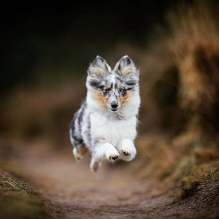 Illustration de l'article : 20 superbes photos de chiens s'élançant vers vous pour recevoir leur câlin