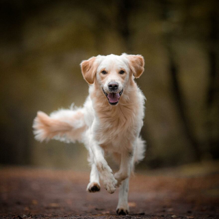 Illustration de l'article : 20 superbes photos de chiens s'élançant vers vous pour recevoir leur câlin