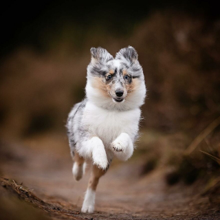 Illustration de l'article : 20 superbes photos de chiens s'élançant vers vous pour recevoir leur câlin