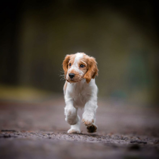 Illustration de l'article : 20 superbes photos de chiens s'élançant vers vous pour recevoir leur câlin