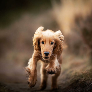 Illustration de l'article : 20 superbes photos de chiens s'élançant vers vous pour recevoir leur câlin