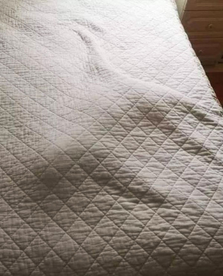 Illustration de l'article : 20 photos de chats ayant trouvé une couverture douillette et qui ne la quitteront pas de sitôt