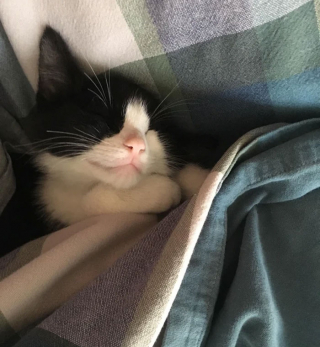 Illustration de l'article : 20 photos de chats ayant trouvé une couverture douillette et qui ne la quitteront pas de sitôt