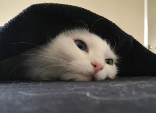 Illustration de l'article : 20 photos de chats ayant trouvé une couverture douillette et qui ne la quitteront pas de sitôt