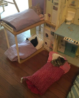 Illustration de l'article : 20 photos de chats ayant trouvé une couverture douillette et qui ne la quitteront pas de sitôt