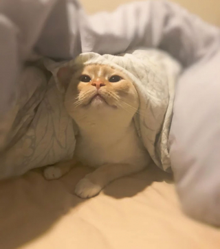 Illustration de l'article : 20 photos de chats ayant trouvé une couverture douillette et qui ne la quitteront pas de sitôt