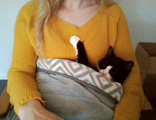 Illustration de l'article : 20 photos de chats ayant trouvé une couverture douillette et qui ne la quitteront pas de sitôt